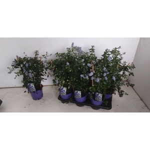 Ceanothus thyrsiflorus var. repens