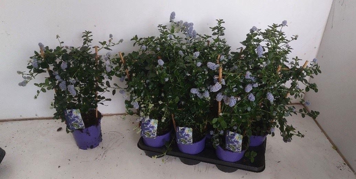 <h4>Ceanothus thyrsiflorus var. repens</h4>