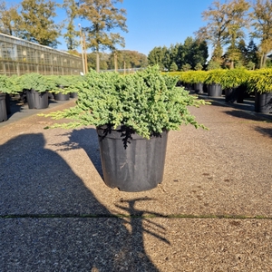 Juniperus procumbens 'Nana' C8
