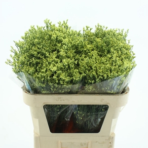 Limonium Joy Yellow