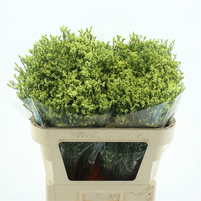 <h4>Limonium Joy Yellow X50</h4>