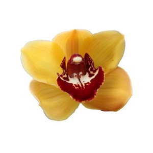 CYMB T ORANGE FAVORIT