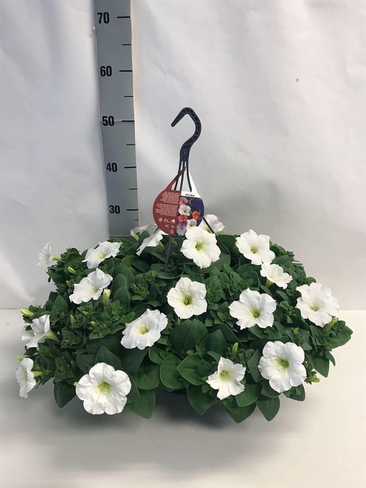 <h4>Petunia   ...</h4>