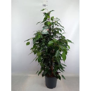 Ficus benja. 'Danielle'