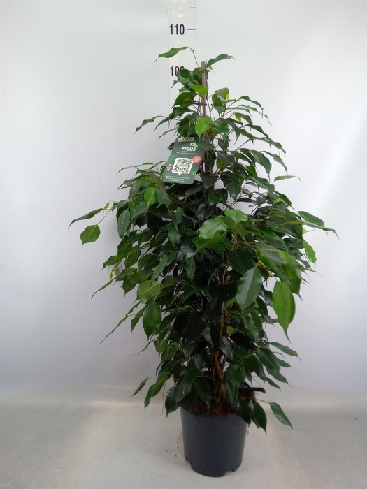 <h4>Ficus benja. 'Danielle'</h4>