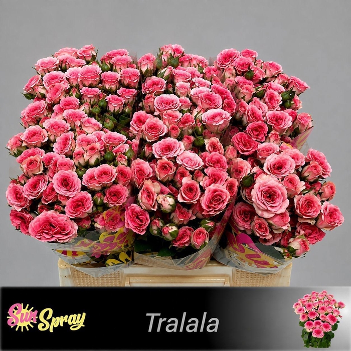 <h4>R TR TRALALA</h4>