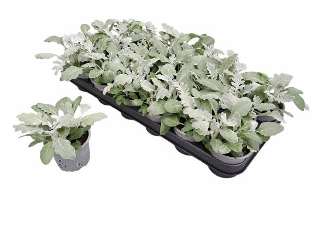 <h4>JACOBAEA MARITIMA</h4>