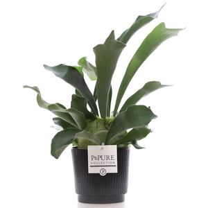 Platycerium Bif. in P&PURE Liv ceramics matt black