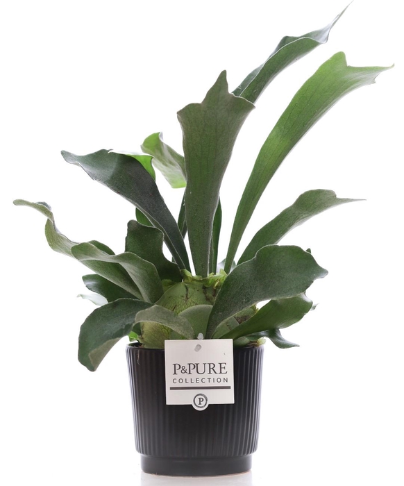 <h4>Platycerium Bif. in P&PURE Liv ceramics matt black</h4>