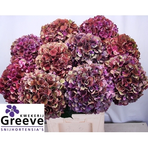 Hydr Mag Ruby Glow Classic Greeve