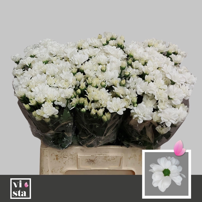 <h4>CHR T KENNEDY</h4>