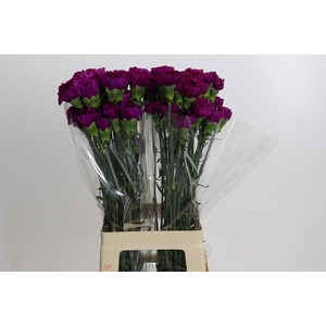 Dianthus St Yukari Violet