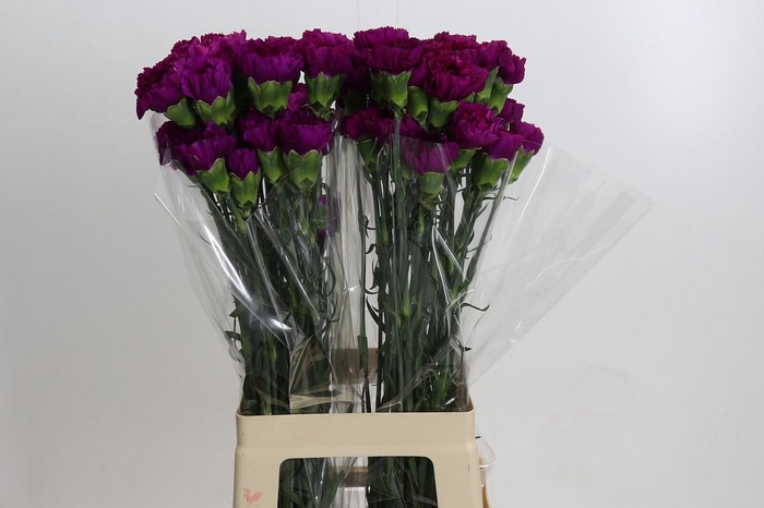 Dianthus St Yukari Violet
