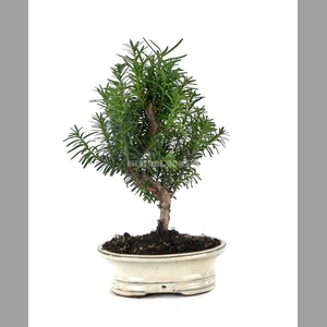TAXUS MIXK