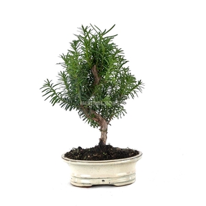 TAXUS MIXK