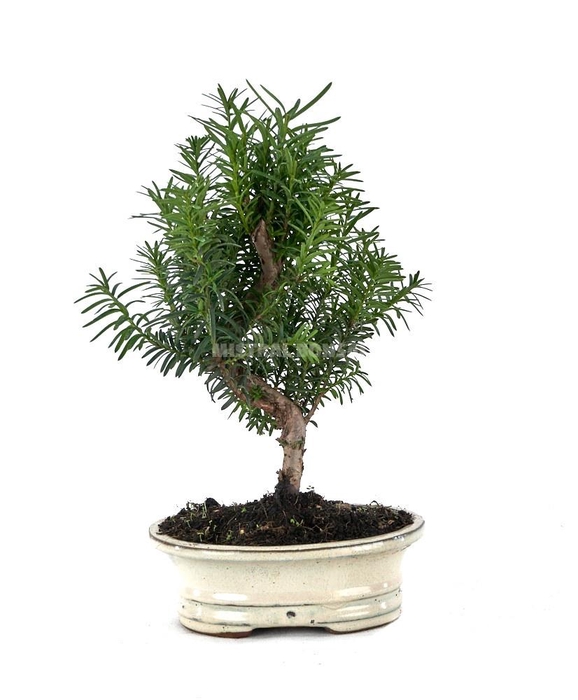 <h4>TAXUS MIXK</h4>