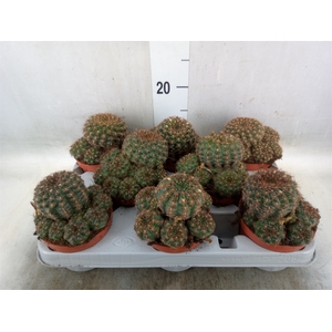 Gymnocalycium mihanov.   ...