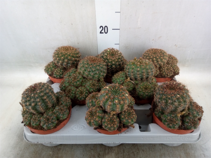 <h4>Gymnocalycium mihanov.   ...</h4>