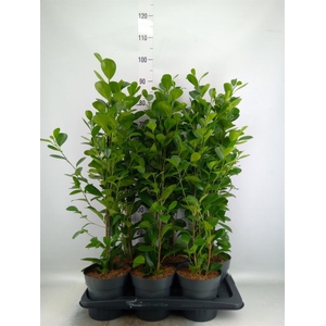 Ficus microcarpa 'Moclame'