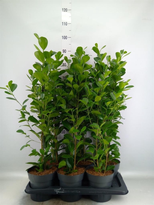 <h4>Ficus microcarpa 'Moclame'</h4>