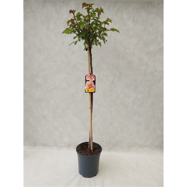 <h4>Roos op stam grootbloemig P24 licentie augusta louise</h4>