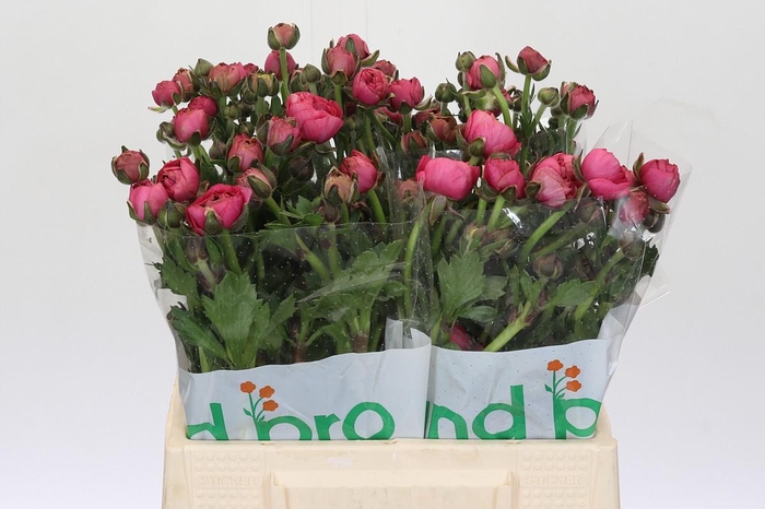 <h4>Ranunculus Magical Delight</h4>