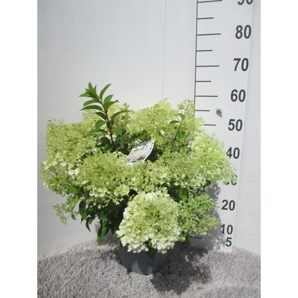 <h4>Hydrangea pan. Silver Dollar 40-50 P23</h4>
