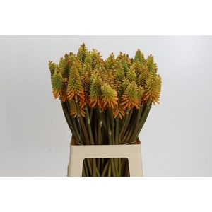 Kniphofia Eycone Peach