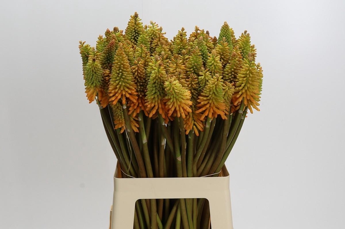 Kniphofia Eycone Peach