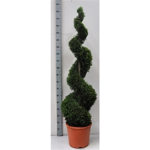 Thuja oc. Smaragd, spiraalvorm 140-160 cm - 17 liter deco