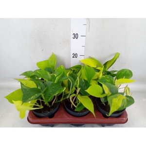 Epipremnum pinn.   ...mix in pot