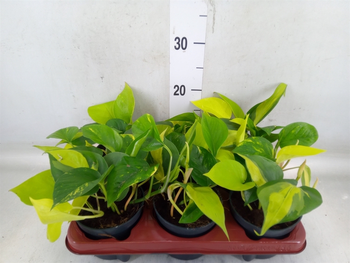<h4>Epipremnum pinn.   ...mix in pot</h4>