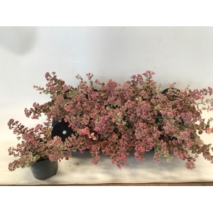 SEDUM OV