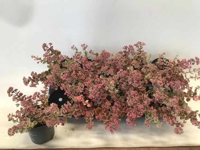 <h4>SEDUM OV</h4>