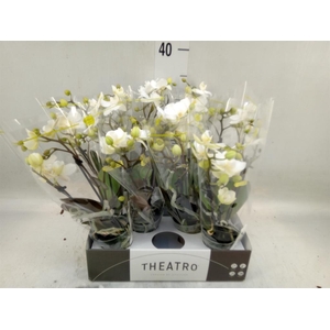 Phalaenopsis multi.   ...white