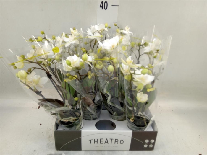 <h4>Phalaenopsis multi.   ...white</h4>