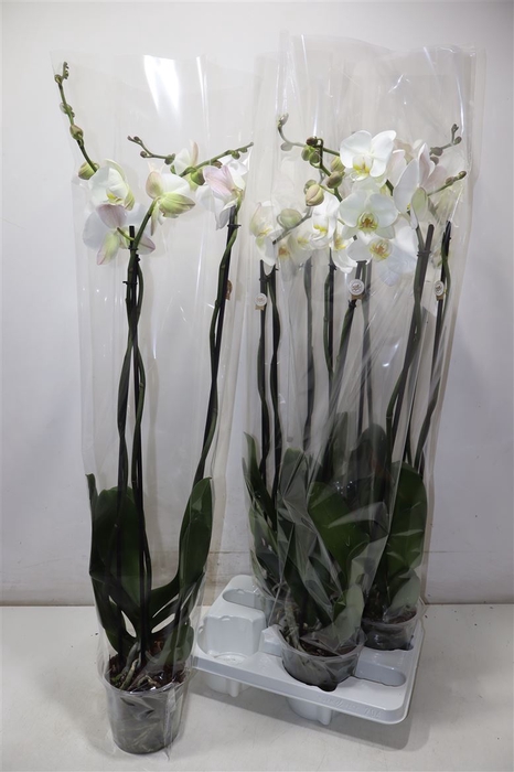 <h4>Phal Ov Wit</h4>