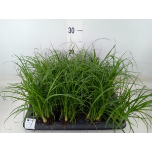 Nolina recurvata   ...