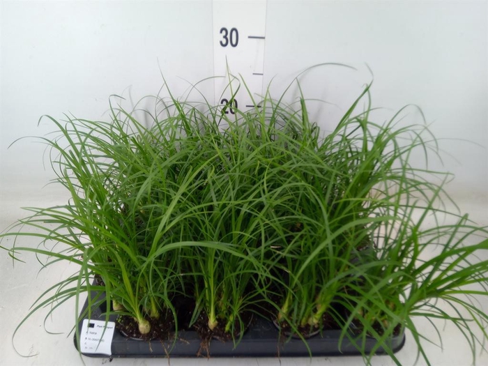 <h4>Nolina recurvata   ...</h4>