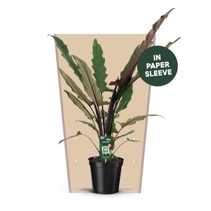 Alocasia Lauterbachiana Papieren Hoes