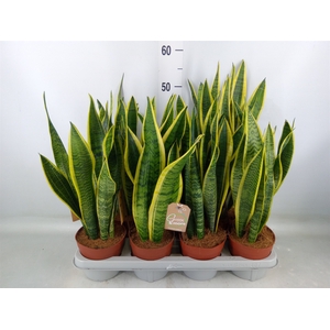 Sansevieria trifa. 'Laurentii'
