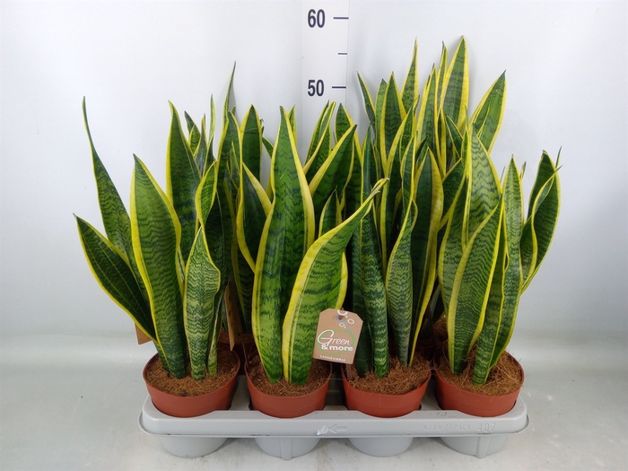 <h4>Sansevieria trifa. 'Laurentii'</h4>