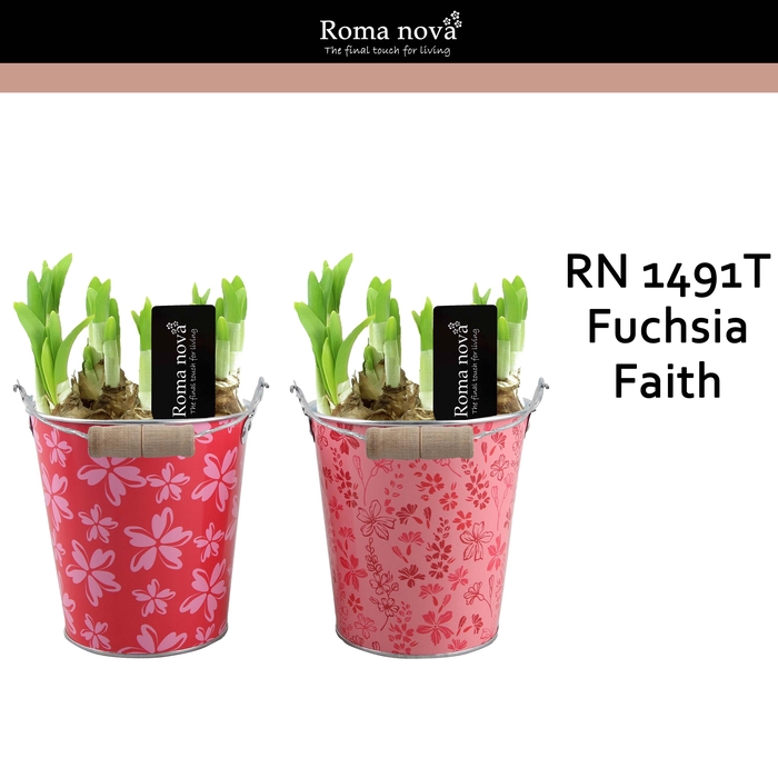 <h4>1491T - Fuchsia Faith (Tete a Tete)</h4>