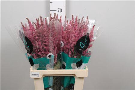 <h4>Astil C Vision Pink</h4>