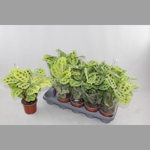 MARANTA OV