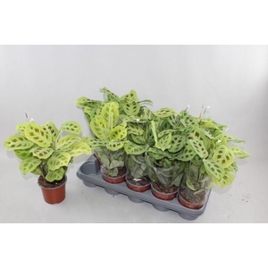 MARANTA OV