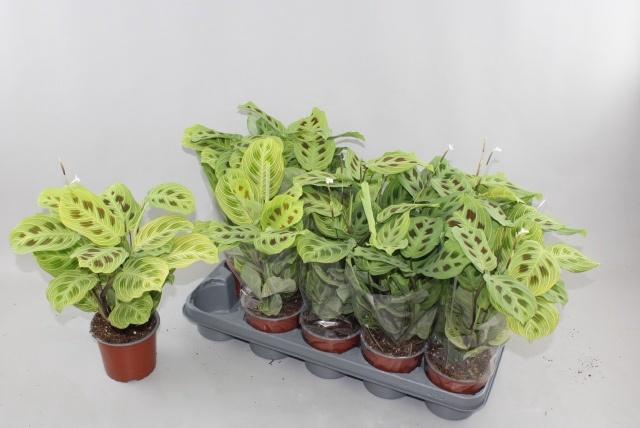 <h4>MARANTA OV</h4>