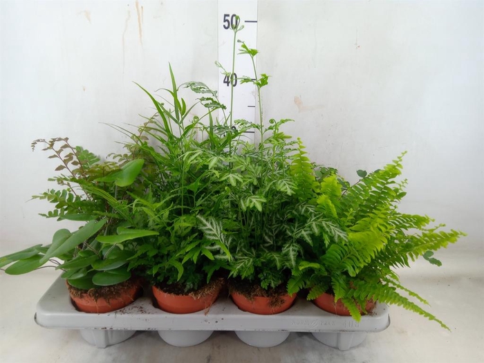 <h4>Ferns   ...mix</h4>