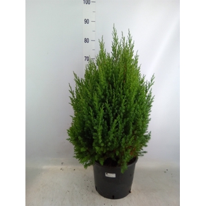 Juniperus chinensis 'Stricta'