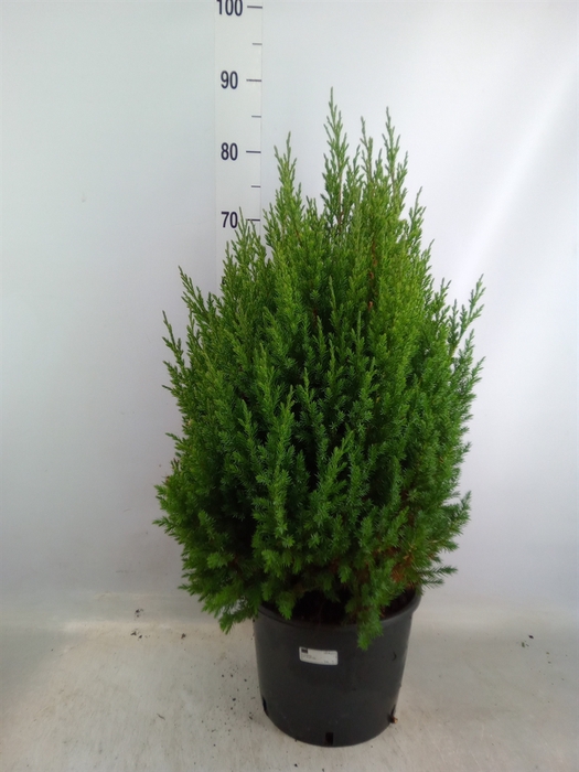 <h4>Juniperus chinensis 'Stricta'</h4>